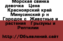 Морская свинка девочка › Цена ­ 2 000 - Красноярский край, Минусинский р-н, Городок с. Животные и растения » Грызуны и Рептилии   